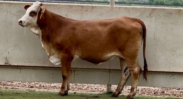 Bred Braford Heifer