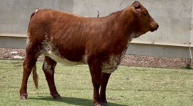 Beefmaster