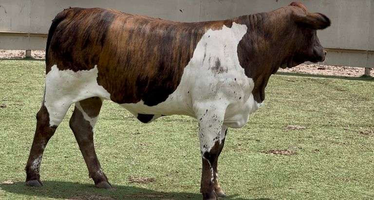 J&J Cattle Co: Bred & Open Replacement Heifer Online Auction