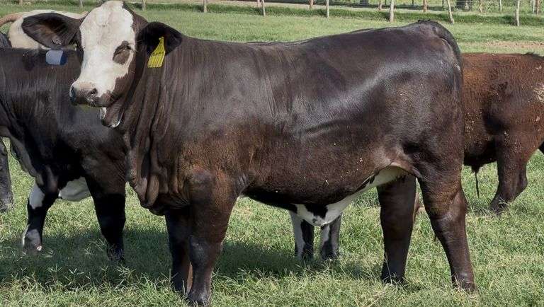 J&J Cattle Co: Open Replacement Heifer Online Auction