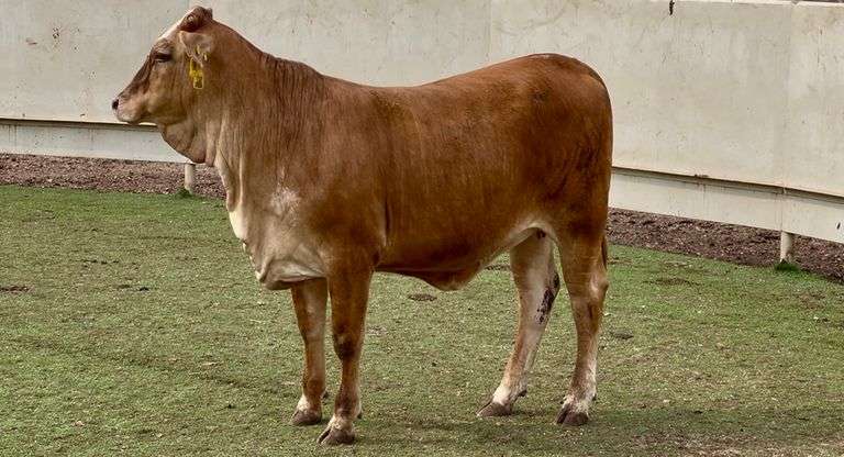 Golden Certified F1 Braford