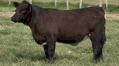Maine-Beefmaster Cross