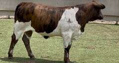 Beefmaster