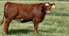 Santa Gertrudis-Hereford Cross