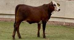 Golden Certified F1 Braford