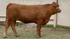 Gentle Limousin