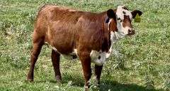 Santa Gertrudis-Hereford Cross
