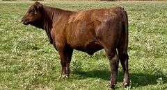 Beefmaster