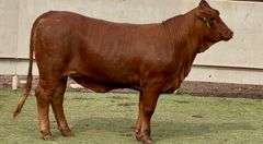 Registered Beefmaster