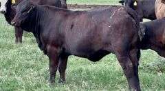 Beefmaster-Brangus Cross