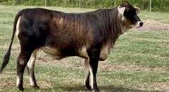 F1 Braunvieh-Brahman Cross