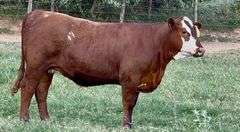 Santa Gertrudis-Hereford Cross