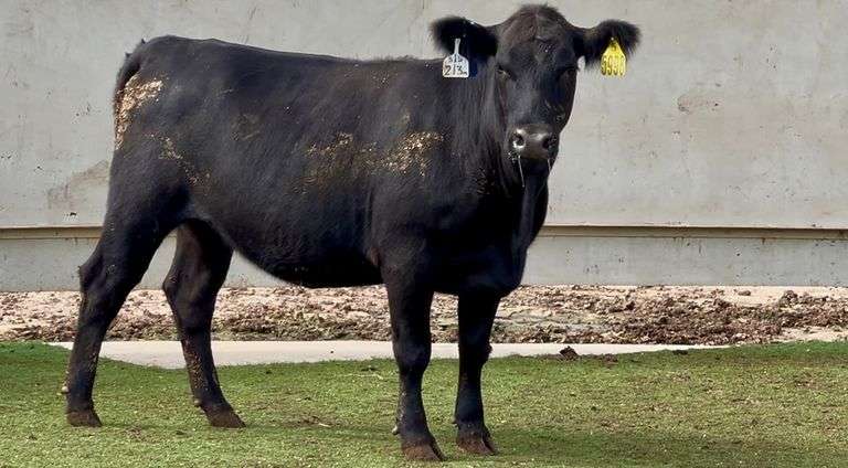 Bred Angus Heifer