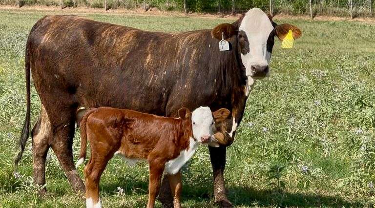 J&J Cattle Co: Bred & Open Replacement Heifer Online Auction