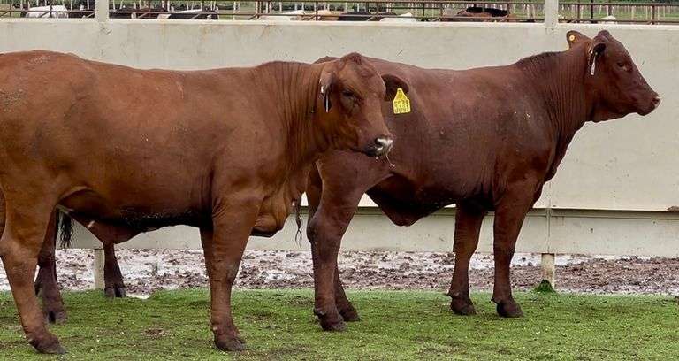 Bred Beefmaster Heifers