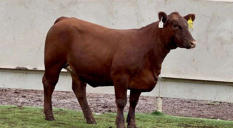 Red Angus Cross