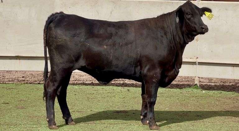 Bred Brangus Heifer