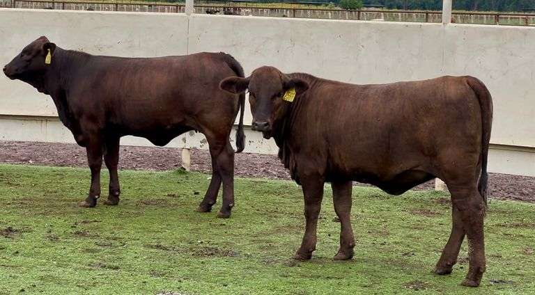 Chocolate Beefmasters