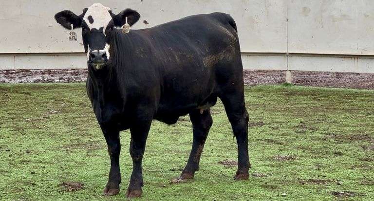 Bred Black Motley Face