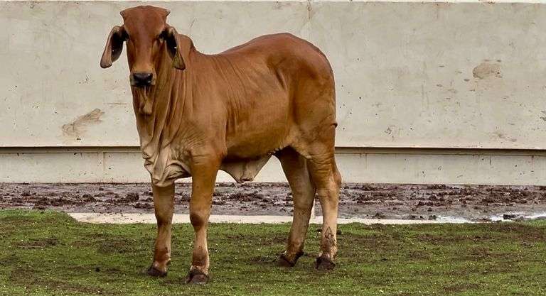 Red Brahman