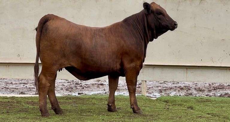 Chocolate Beefmaster