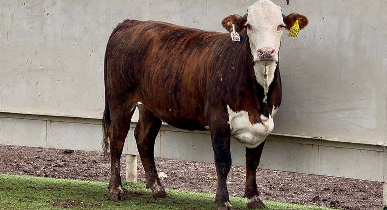 Bred Tigerstripe Braford Heifer