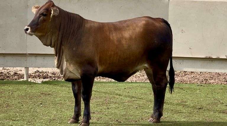 F1 Braunvieh-Brahman Cross