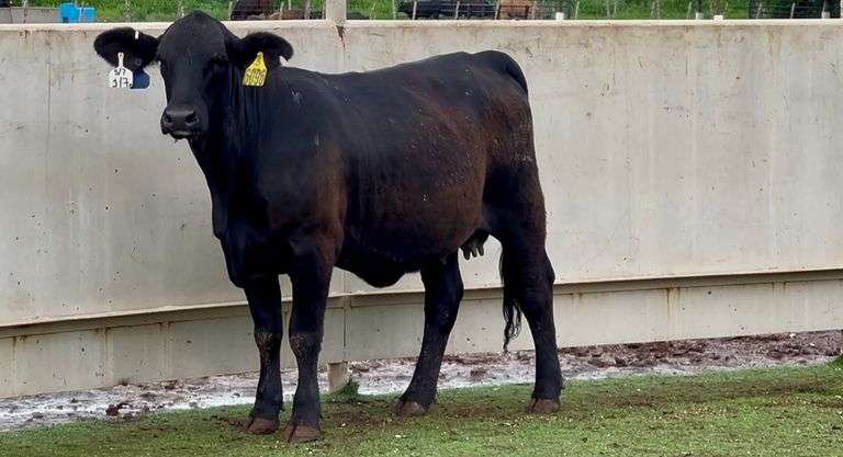 Bred Brangus Heifer