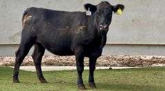Bred Angus Heifer