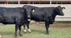 Holstein-Angus Cross Wet Bag Cows