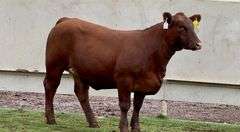 Red Angus Cross
