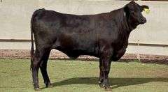 Bred Brangus Heifer