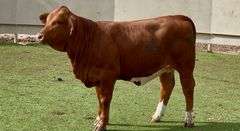 Beefmaster