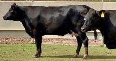 Holstein-Angus Cross Wet Bag Cows