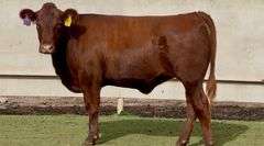 Bred Red Angus Heifer