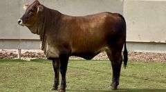 F1 Braunvieh-Brahman Cross