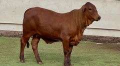 Red Brahman Cross