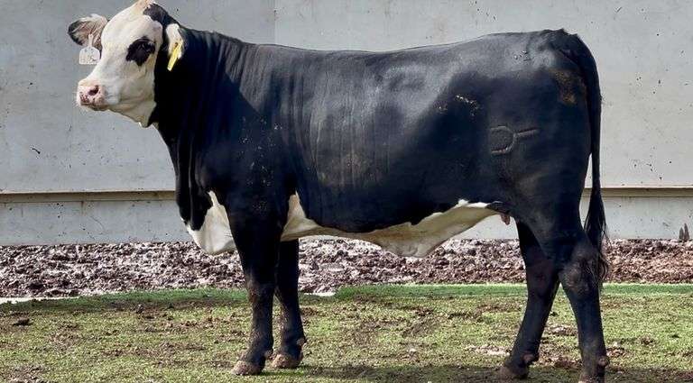 Bred Super Baldy