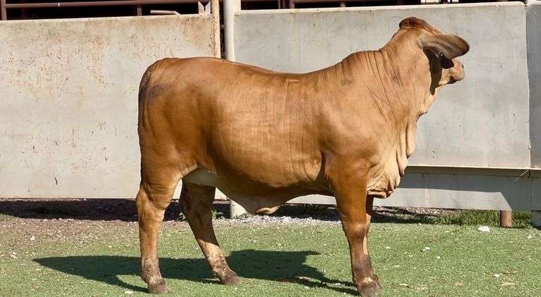 Red Brahman Cross