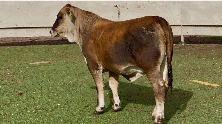 Braunvieh Brahman Cross