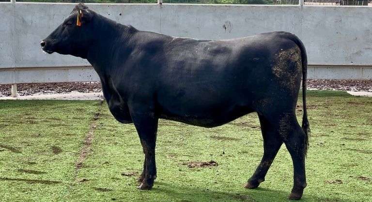 Bred Registered Angus