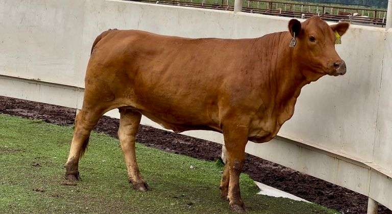 Bred Beefmaster Cow