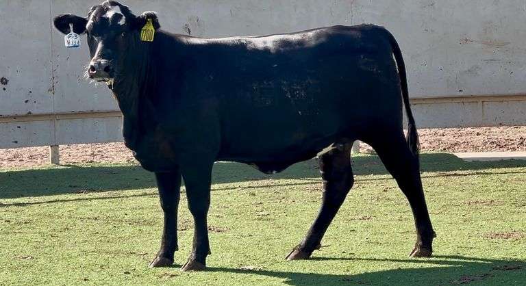 Bred Black Whiteface Heifer