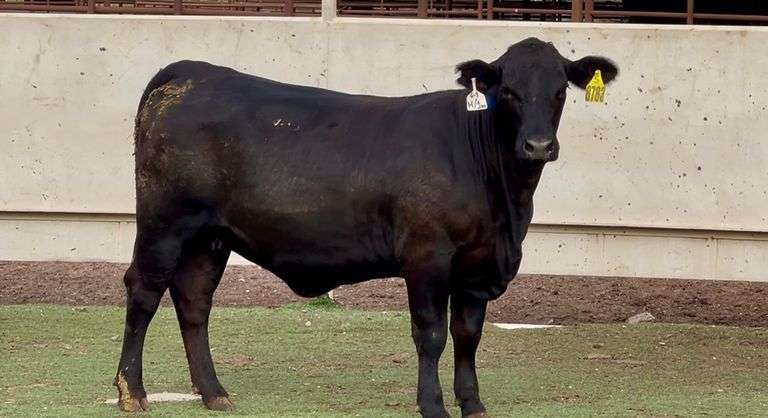 Bred Brangus Heifer