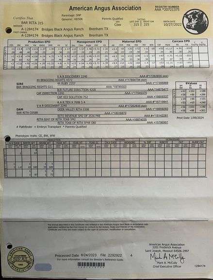 Bred Registered Angus