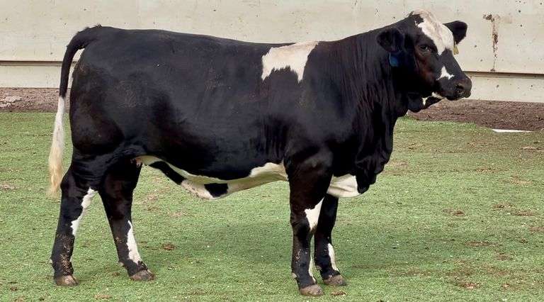 J&J Cattle Co: Bred & Open Replacement Female Online Auction