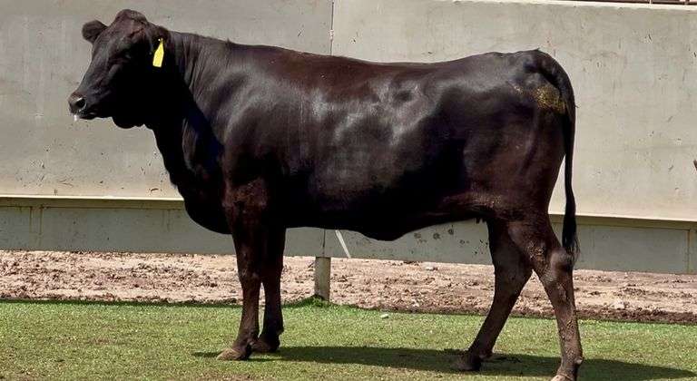 Wagyu Angus Cross