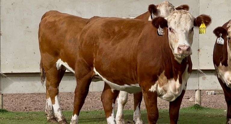 Bred Polled Hereford Heifers
