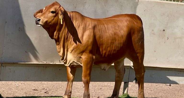 Red Brahman Cross
