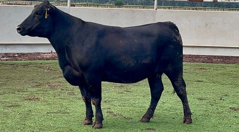 Registered Angus